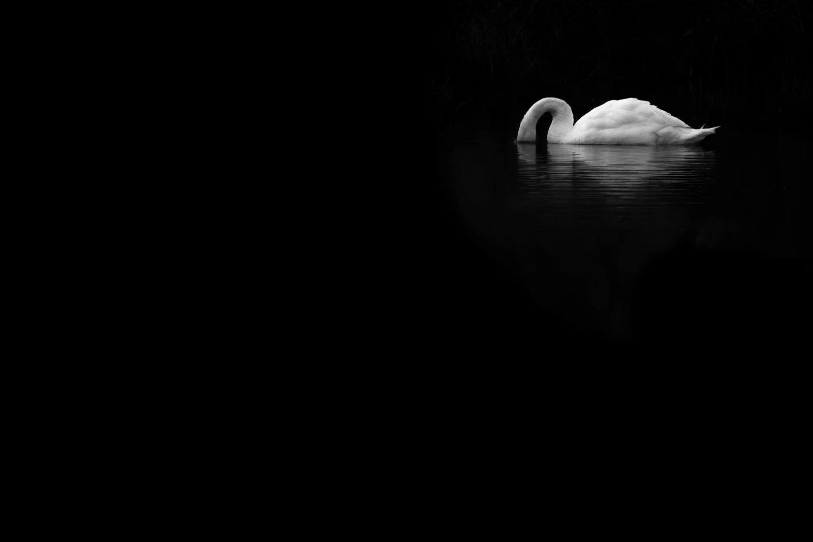 Black & White