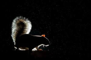 Grey Squirrel backlit by flash in the rain