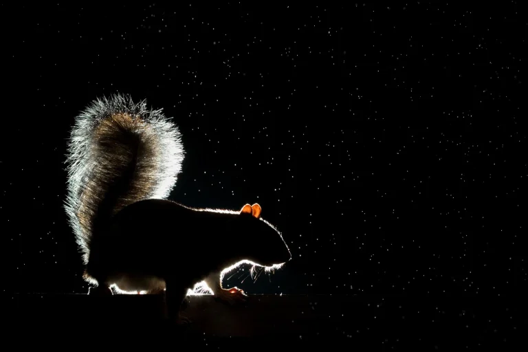 Grey Squirrel backlit by flash in the rain