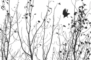 High-key photo of a Carrion Crow, framed by poplar leaves and branches as it drops from its perch