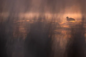 Coot at sunrise with light mist and framed by dark out-of-focus foreground elements, giving the impression of looking into a secret world