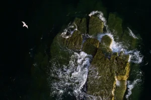 Herring Gull flying past waves breaking on a rocky outcrop at Bempton Cliffs