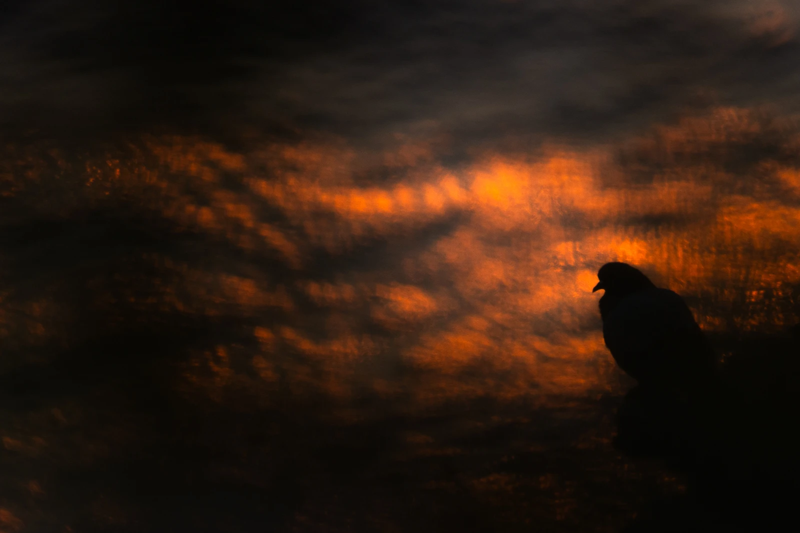 Low-key Feral Pigeon silhouette at Bempton Cliffs, backlit by the rising midsummer sun