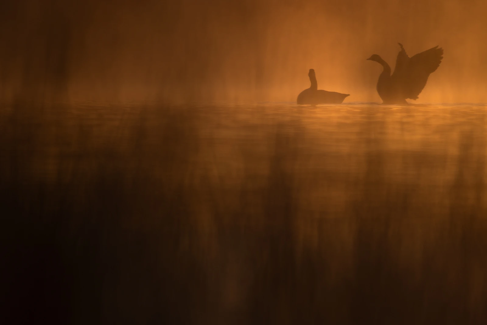 Dark and mysterious image of a silhouetted pair of Canada Geese, one of them flapping its wings, at sunrise